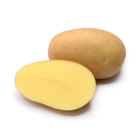 semence de pomme de terre glorietta