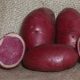 semence pomme de terre highland burgundy red rouge de bourgogne