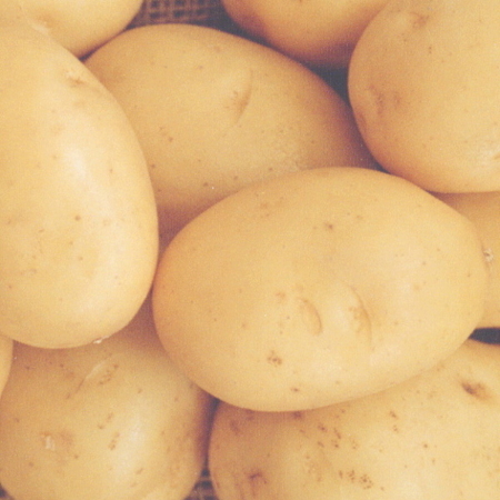semence de pomme de terre lanorma