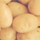 semence de pomme de terre lanorma