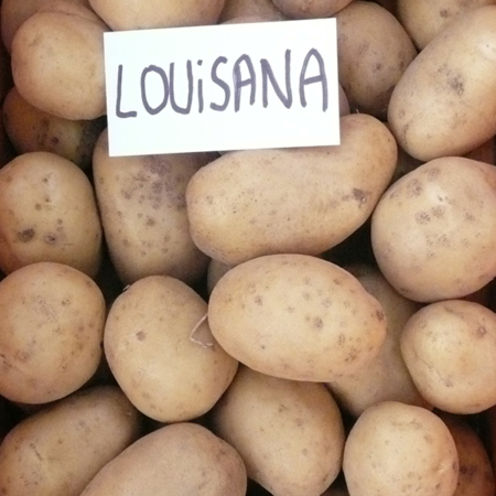 semence pomme de terre louisana