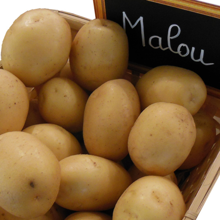 Semence pomme de terre Malou