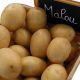 Semence pomme de terre Malou