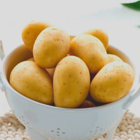 semence de pomme de terre monique