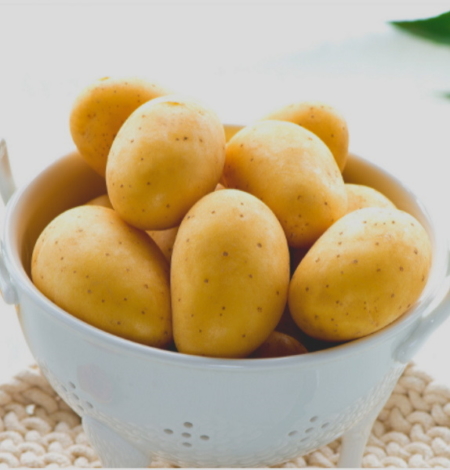 semence de pomme de terre monique