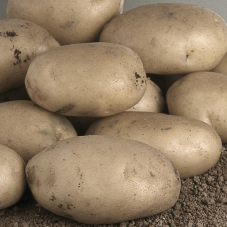 Semence pomme de terre Primura