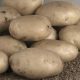 Semence pomme de terre Primura