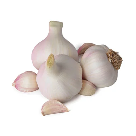 Bulbe potager ail rose cledor