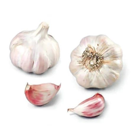 Bulbe potager ail rose Eden Rose