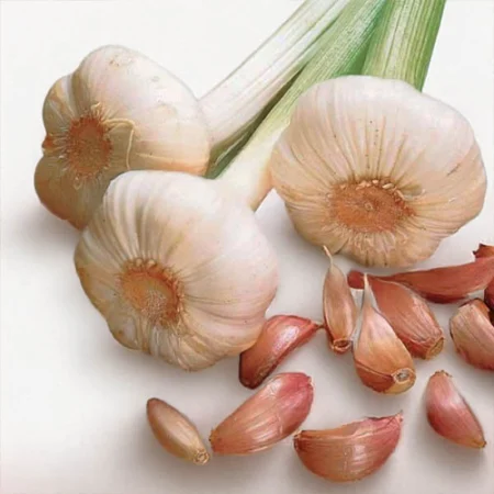 Bulbe potager ail rose Flavor