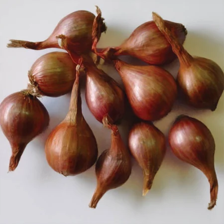 bulbe potager échalote demi longue Melkior