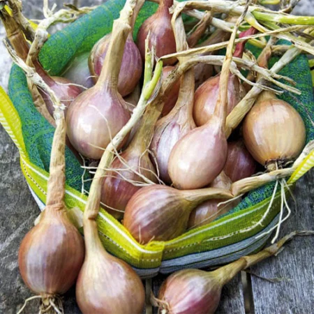 Bulbe potager échalote demi longue Mikor