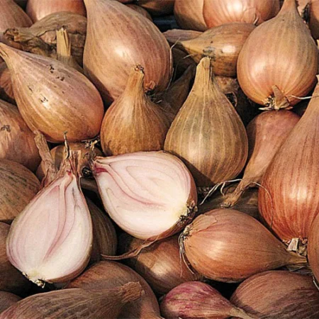 Bulbe potager échalote longue Jermor