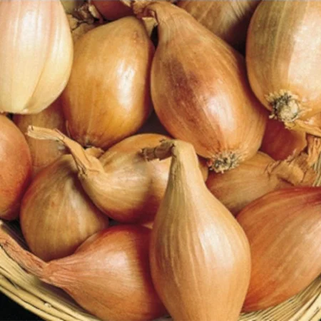 Bulbe potager echalote longue Longor