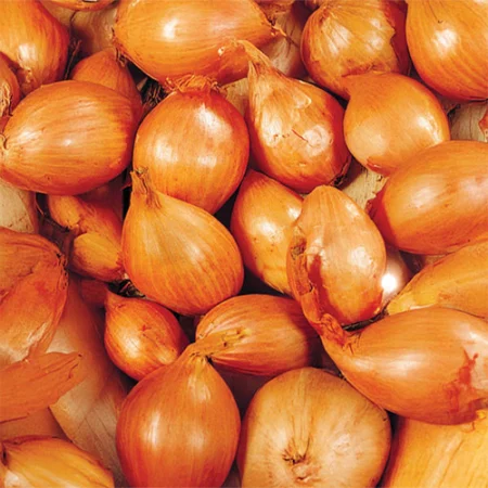 Bulbe potager bulbe echalote longue Vigarmor