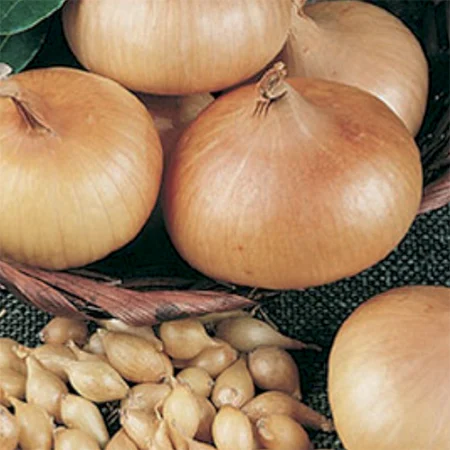 Bulbe potager oignon jaune Jaune Paille des Vertus