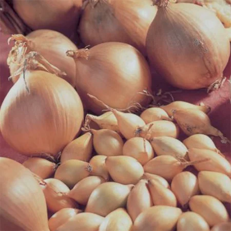 Bulbe potager oignon jaune Sturon