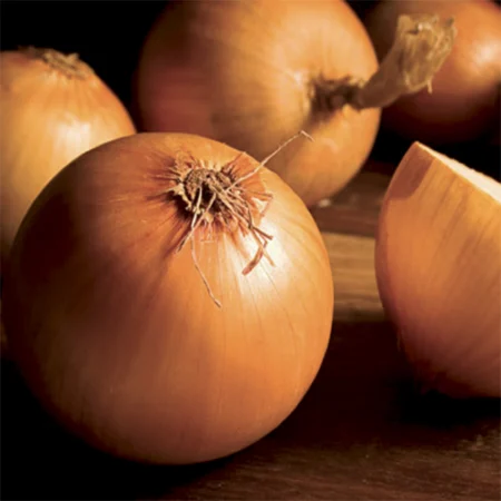 Bulbe potager oignon jaune Stuttgarter Riesen