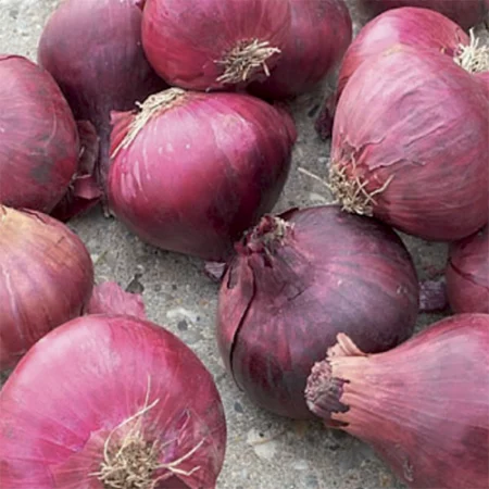 Bulbe potager oignon rouge Red Baron