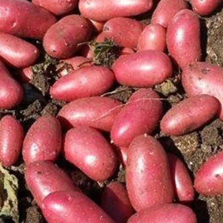 Semence pomme de terre Cerisa