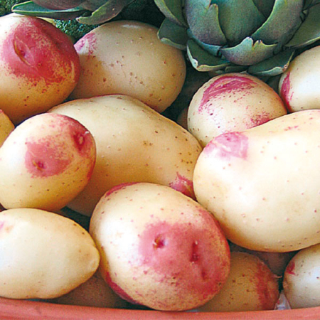 Semence pomme de terre King Edward IV
