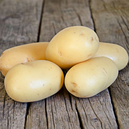 Semence pomme de terre Mandola