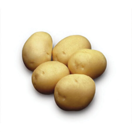 plant pomme de terre berber