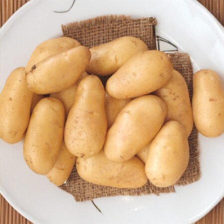 plant pomme de terre bf15