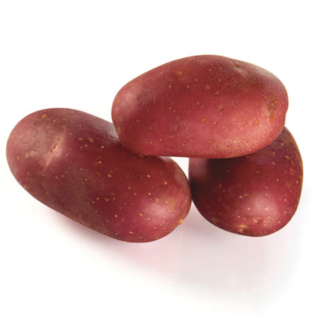 plant pomme de terre delila