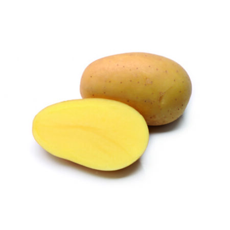 plant pomme de terre glorietta