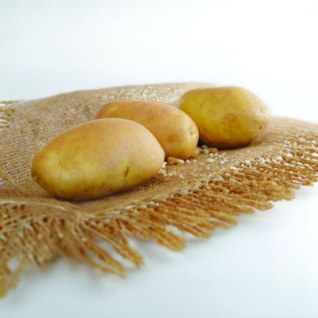 plant pomme de terre LADY AMARILLA