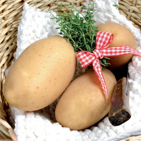 LIRRESISTIBLE (Otolia)