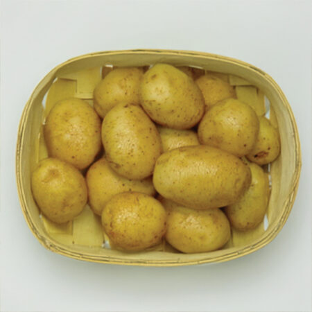 plant pomme de terre melody