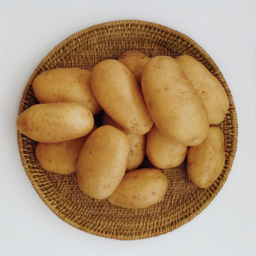 plant pomme de terre safrane