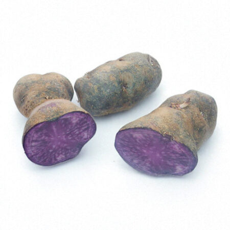 plant pomme de terre vitelotte