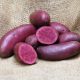 Semence pomme de terre Red emmalie