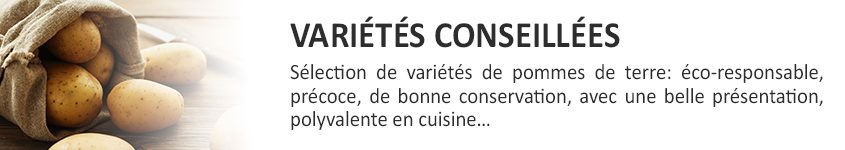 semence pomme de terre variétés conseillees