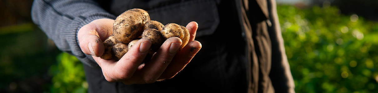 Semences de pomme de terre variétés