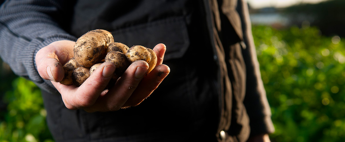 Semences de pomme de terre toutes les variétés