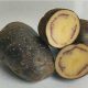 Semence pomme de terre Shetland Black