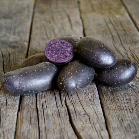 semence pomme de terre violetta
